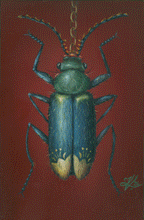 Load image into Gallery viewer, Malachius Bipunctatus with Sarkozi Motifs