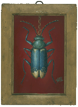 Load image into Gallery viewer, Malachius Bipunctatus with Sarkozi Motifs