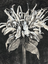 Load image into Gallery viewer, Monarda