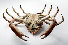 Load image into Gallery viewer, Spider Crab