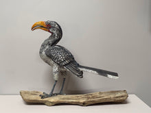 Load image into Gallery viewer, Yellow Billed Hornbill

