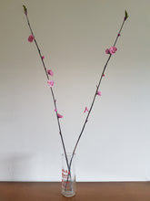 Load image into Gallery viewer, Paper Cherry Blossom