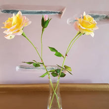 Load image into Gallery viewer, Peace Rose