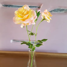 Load image into Gallery viewer, Peace Rose