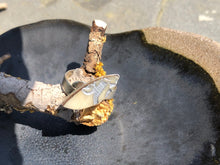 Load image into Gallery viewer, Oval Tagua Ring