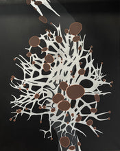 Load image into Gallery viewer, Hypogymnia Physodes : Puffed Shield Lichen