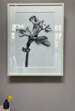 Load image into Gallery viewer, Daffodil lll
