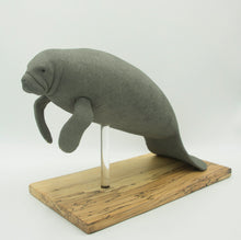 Load image into Gallery viewer, Manatee (Trichechus manatus)