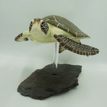 Load image into Gallery viewer, Nomad (Green turtle, Chelonia mydas)