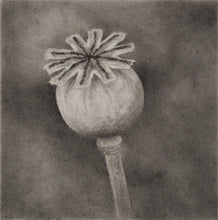 Load image into Gallery viewer, Poppy Head