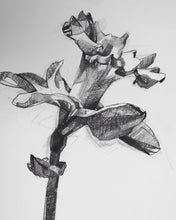 Load image into Gallery viewer, Daffodil lll
