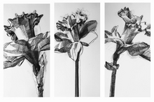 Load image into Gallery viewer, Daffodil l