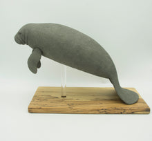 Load image into Gallery viewer, Manatee (Trichechus manatus)