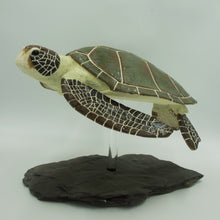 Load image into Gallery viewer, Nomad (Green turtle, Chelonia mydas)