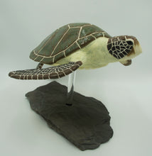 Load image into Gallery viewer, Nomad (Green turtle, Chelonia mydas)