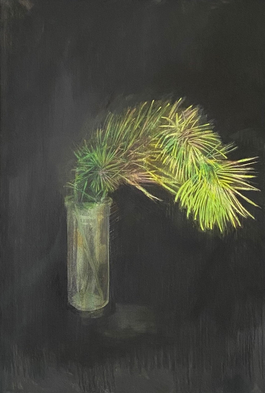 Pinwydd yr Alban : Scotts Pine