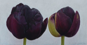Aberglasney Black Double Tulips