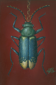 Malachius Bipunctatus with Sarkozi Motifs