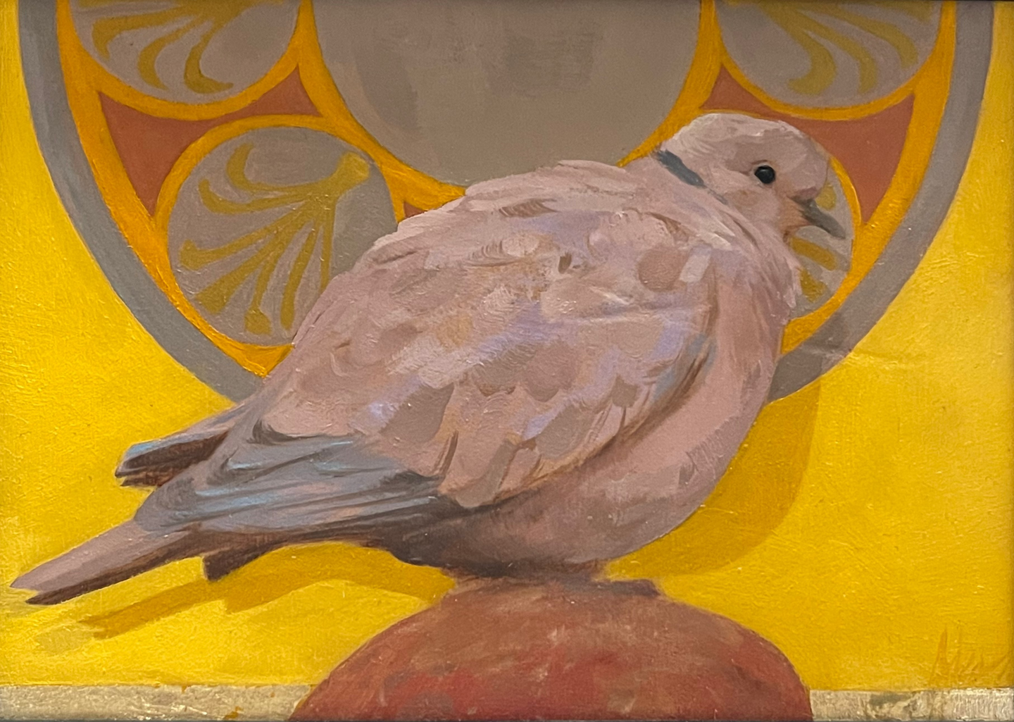 Collared Dove