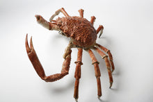 Load image into Gallery viewer, Spider Crab
