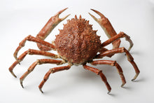 Load image into Gallery viewer, Spider Crab
