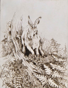 Woodland Hare