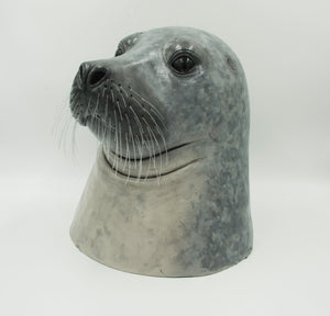 I see you (Harbour seal, Phoca vitulina)