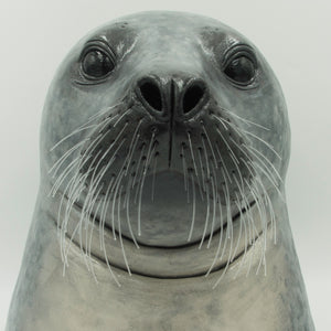 I see you (Harbour seal, Phoca vitulina)