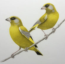 Load image into Gallery viewer, Greenfinches
